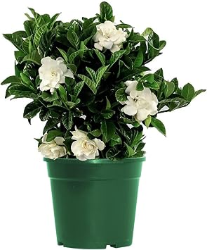 Evergreen Fragrant Gardenia Jasminoides - Cape Jasmine Plant in 13cm Pot