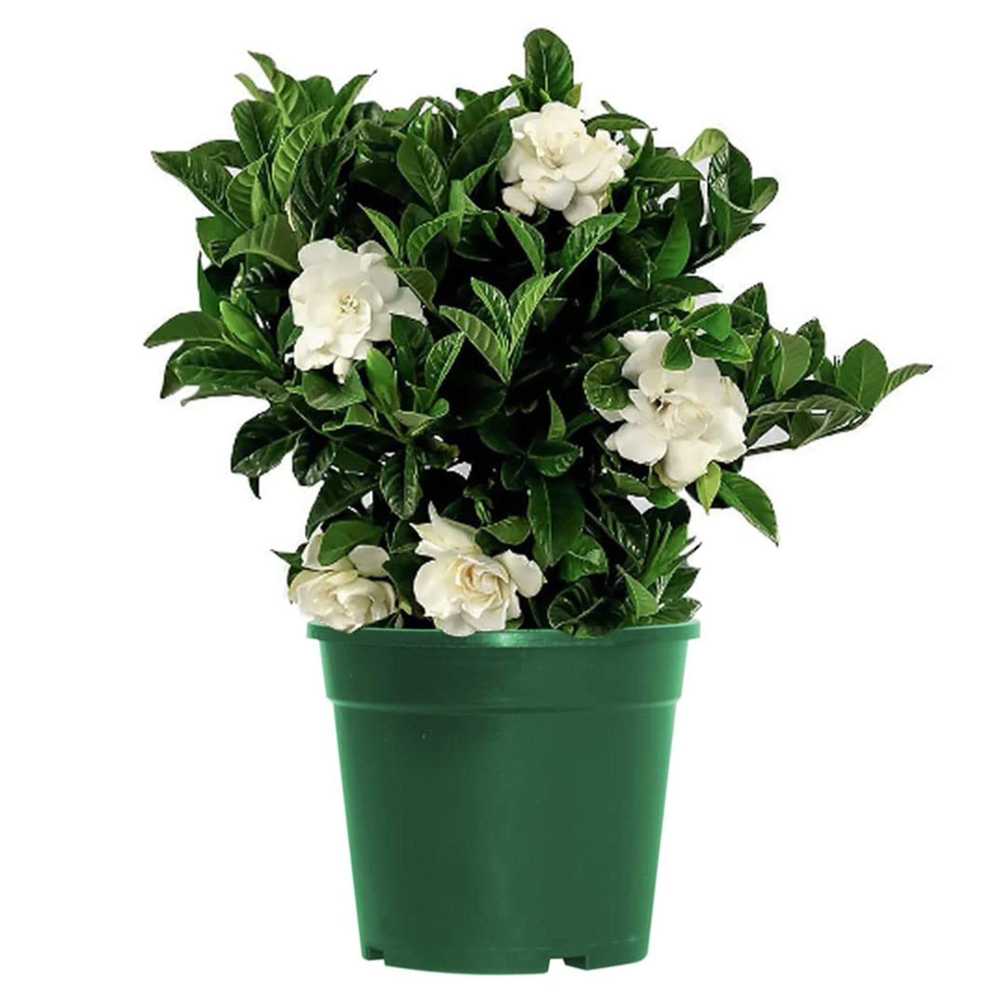 Evergreen Fragrant Gardenia Jasminoides - Cape Jasmine Plant in 13cm Pot