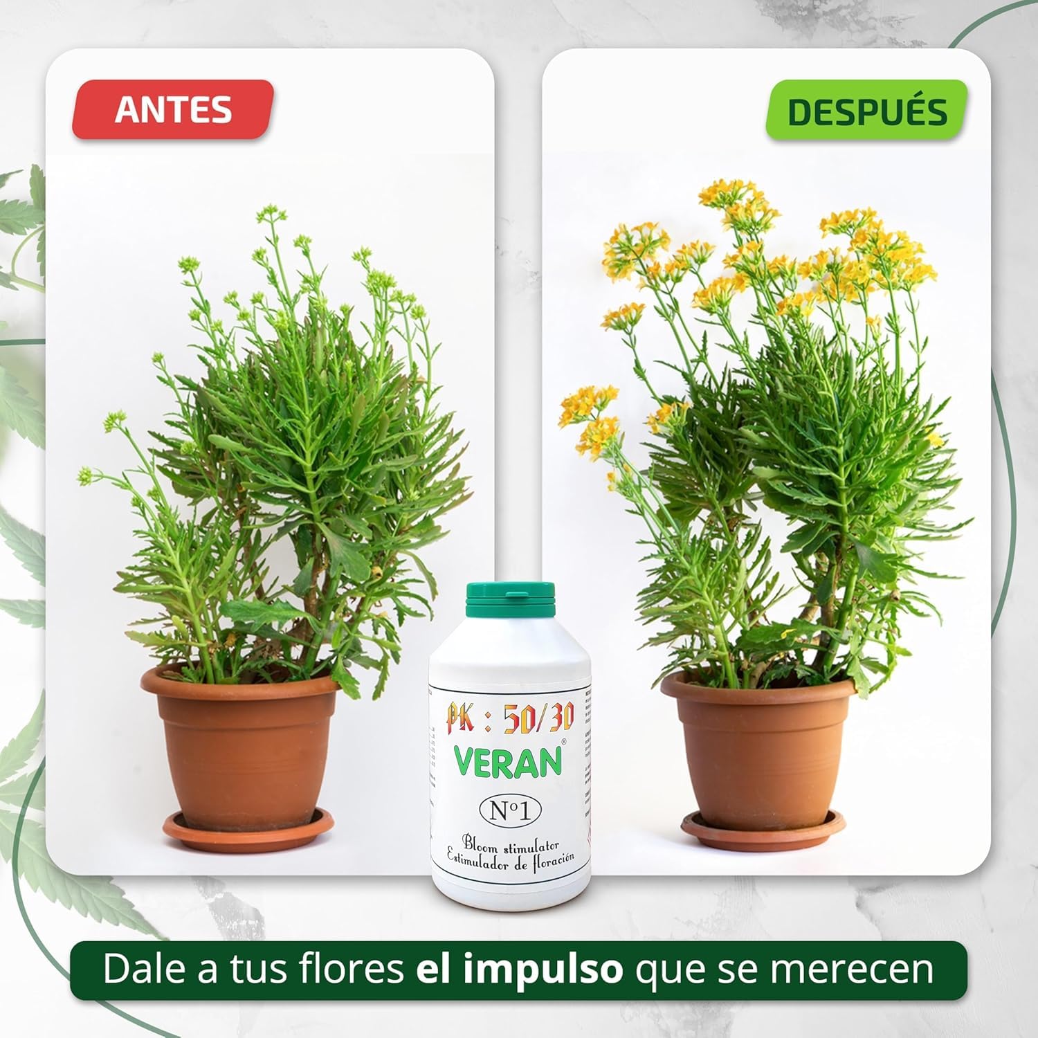 VERAN | Abono Maria PK 50-30 | 1Kg | Consigue Cogollos más Grandes | Aumenta la Producción de Resina y Terpenos | Fertilizante Cogollos Mejora la Calidad de tu Cosecha | Incluye Cuchara Dosificadora