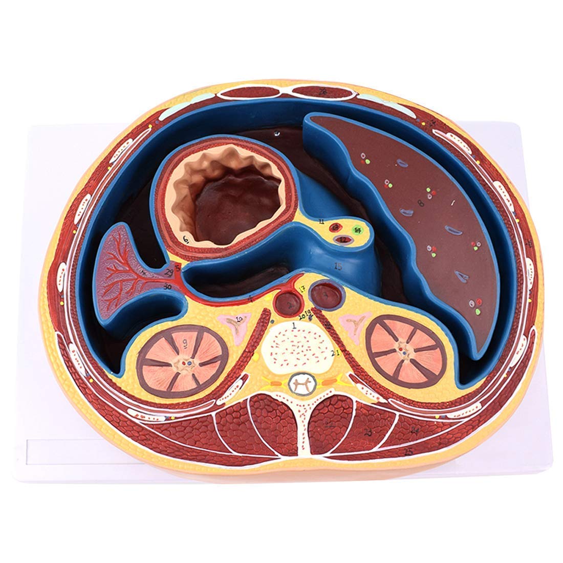 Modello Educativo Modello Addome Umano Medico Anatomico Membrana Piatta Struttura della Capsula Modello Organo Umano MOD