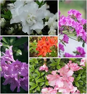 30 Azalea Seeds for Planting, Mixed Color Rhododendron Flower Seeds, Non-GMO Heirloom Azalea Seed for Home Garden Outdoor