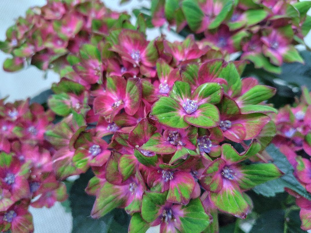 Amazon.co.jp: 紫陽花（あじさい、ハイドランジア）シュロスバッカー