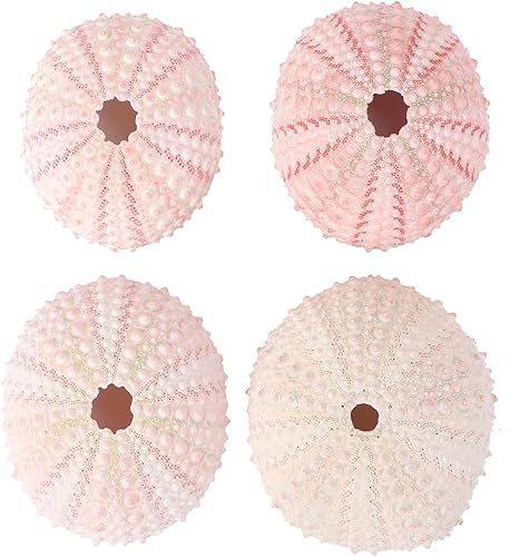Miniatura 2 de BESPORTBLE Decoración del hogar, 4 unidades de conchas naturales de erizos de mar, conchas de mar decorativas para decoración del hogar,