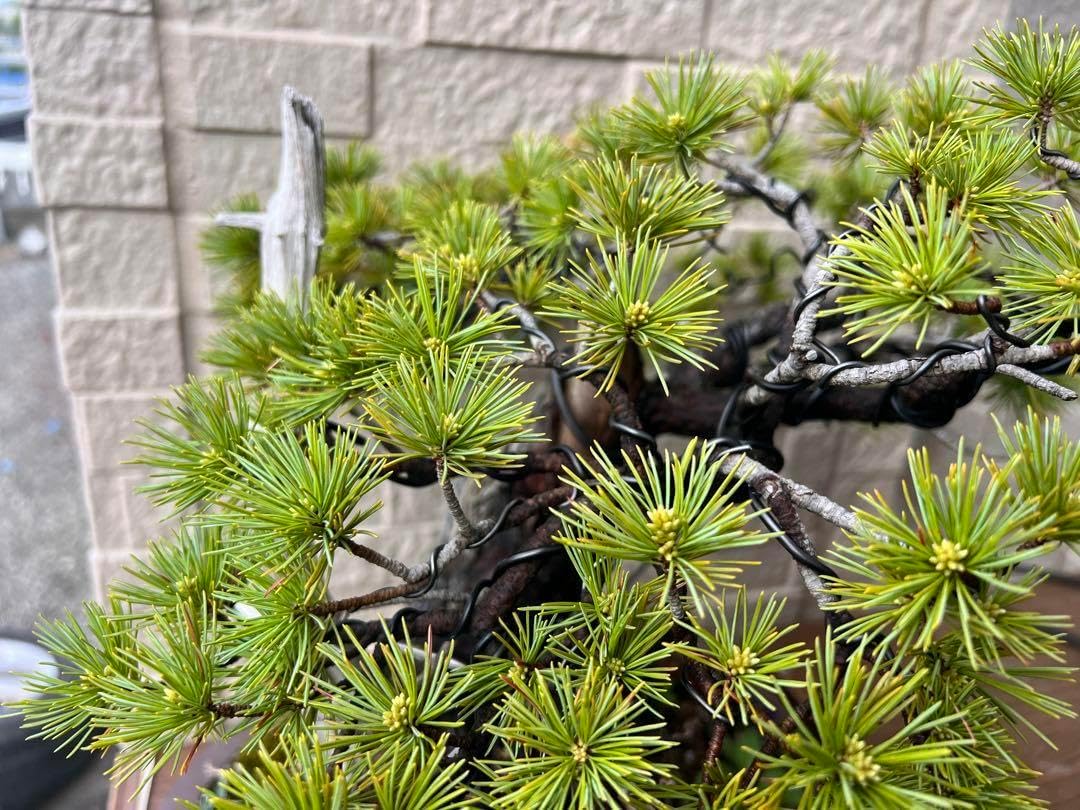 【特価】五葉松　盆栽　ジンシャリ❗️ 特価】 五葉松 盆栽 ジンシャリ 特価】五葉松 盆栽 ジンシャリ