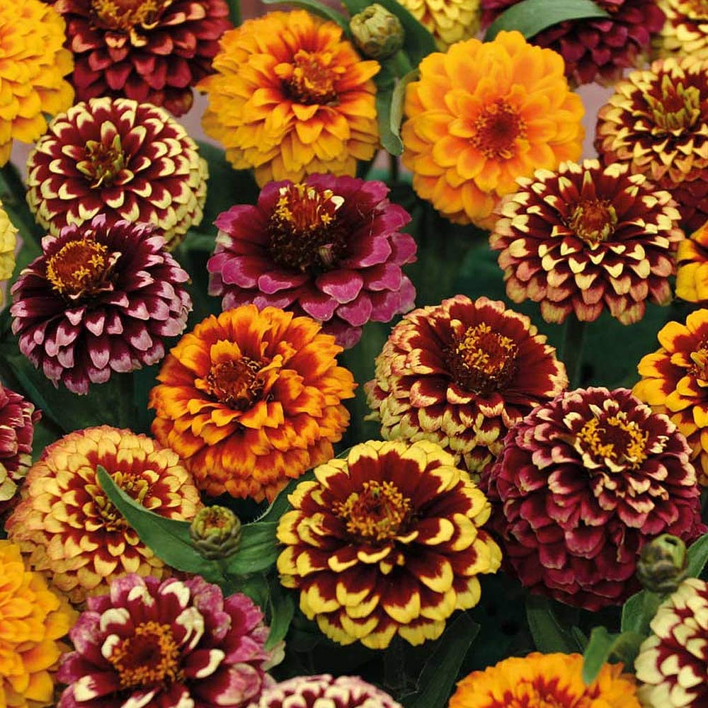 Zinnia Haageana ‘Aztec Sunset Improved’ 1 Packet (20 Seeds) by Thompson and Morgan
