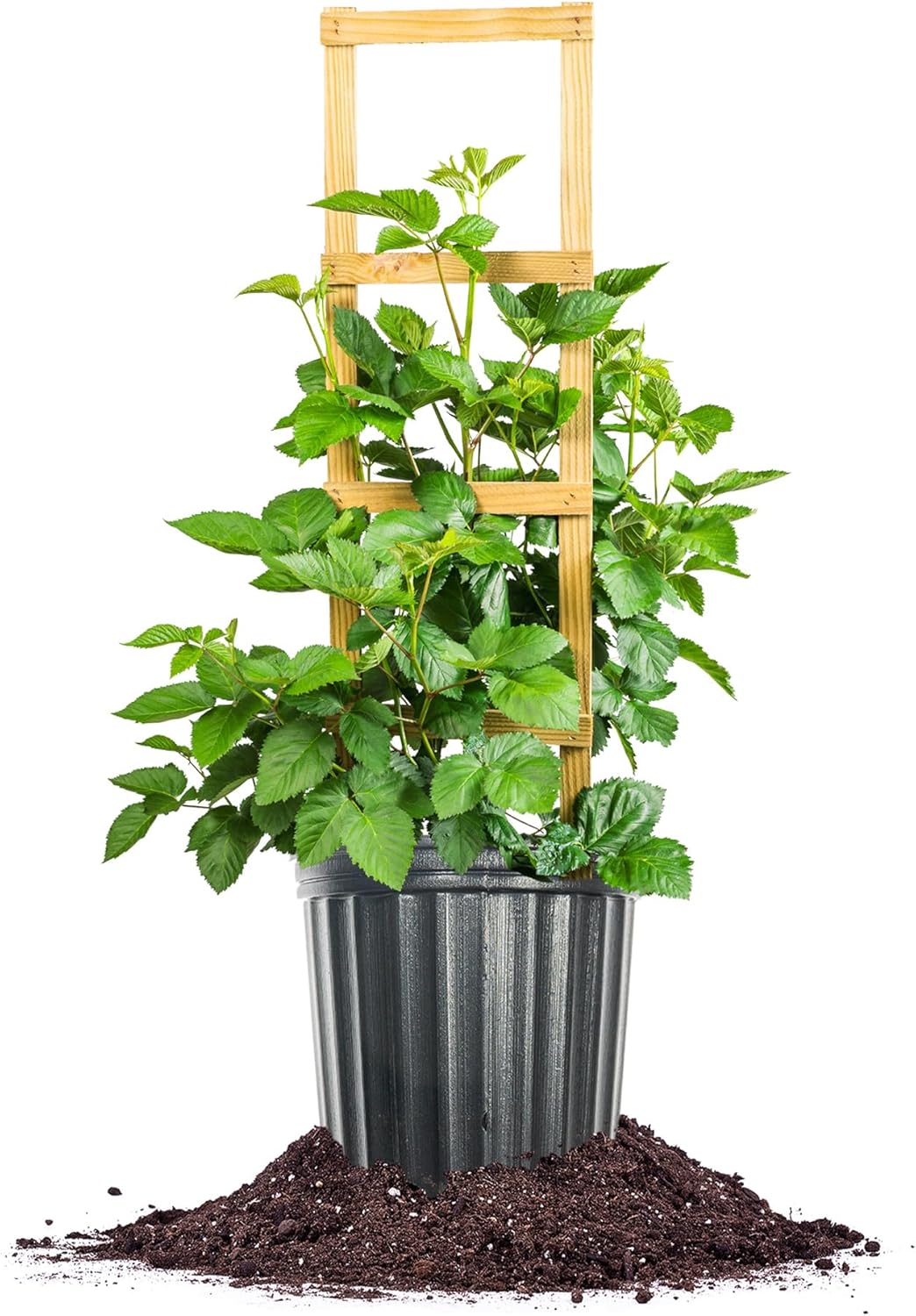 Perfect Plants Apache BlackBerry 3 Gallon | Live Fruit Bush for Gardening | Sweet Edible Berries & Thornless