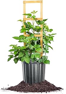 Apache BlackBerry 3 Gallon | Live Fruit Bush for Gardening | Sweet Edible Berries & Thornless