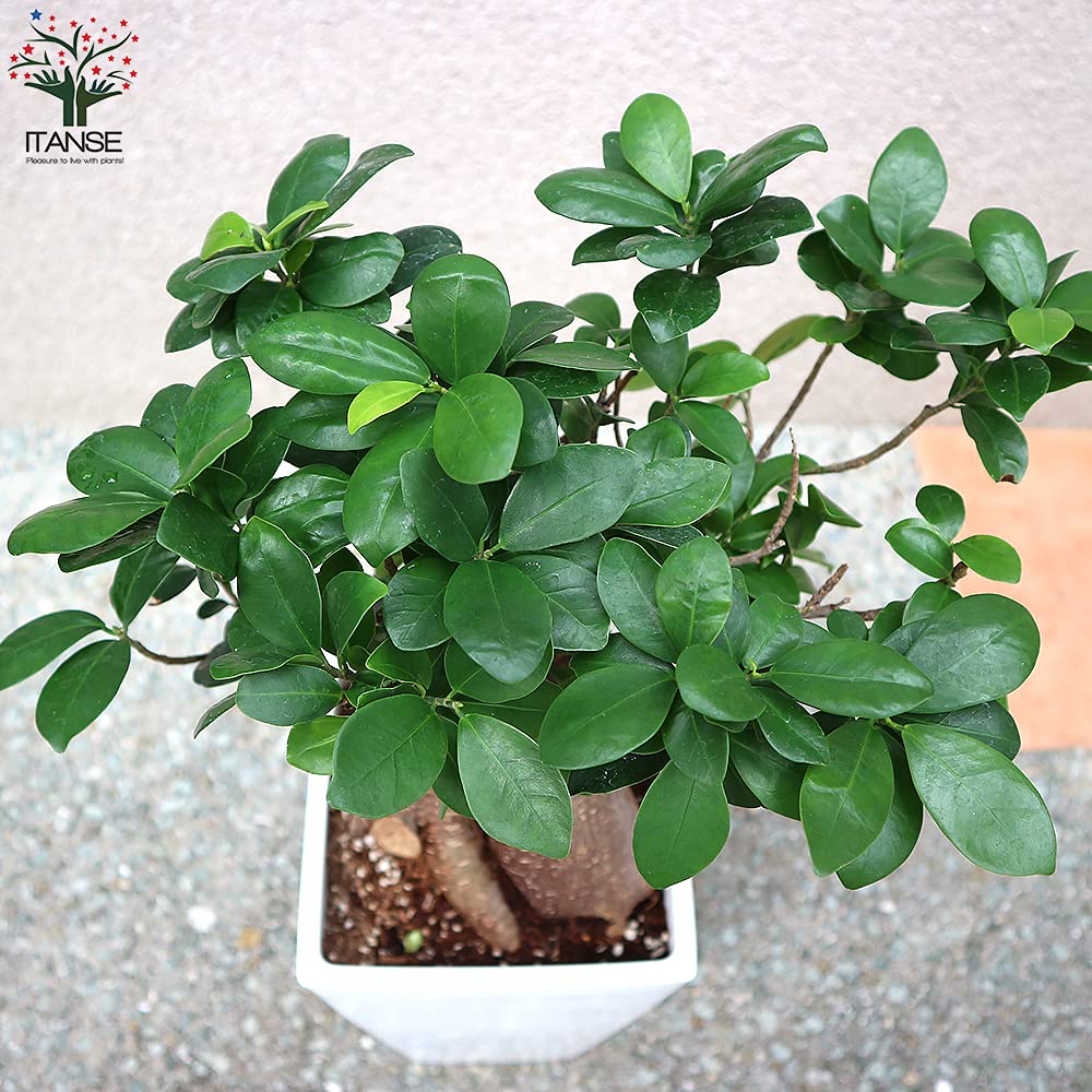 Amazon｜ITANSE ガジュマル 6号スクエア鉢 品種で選べる観葉植物