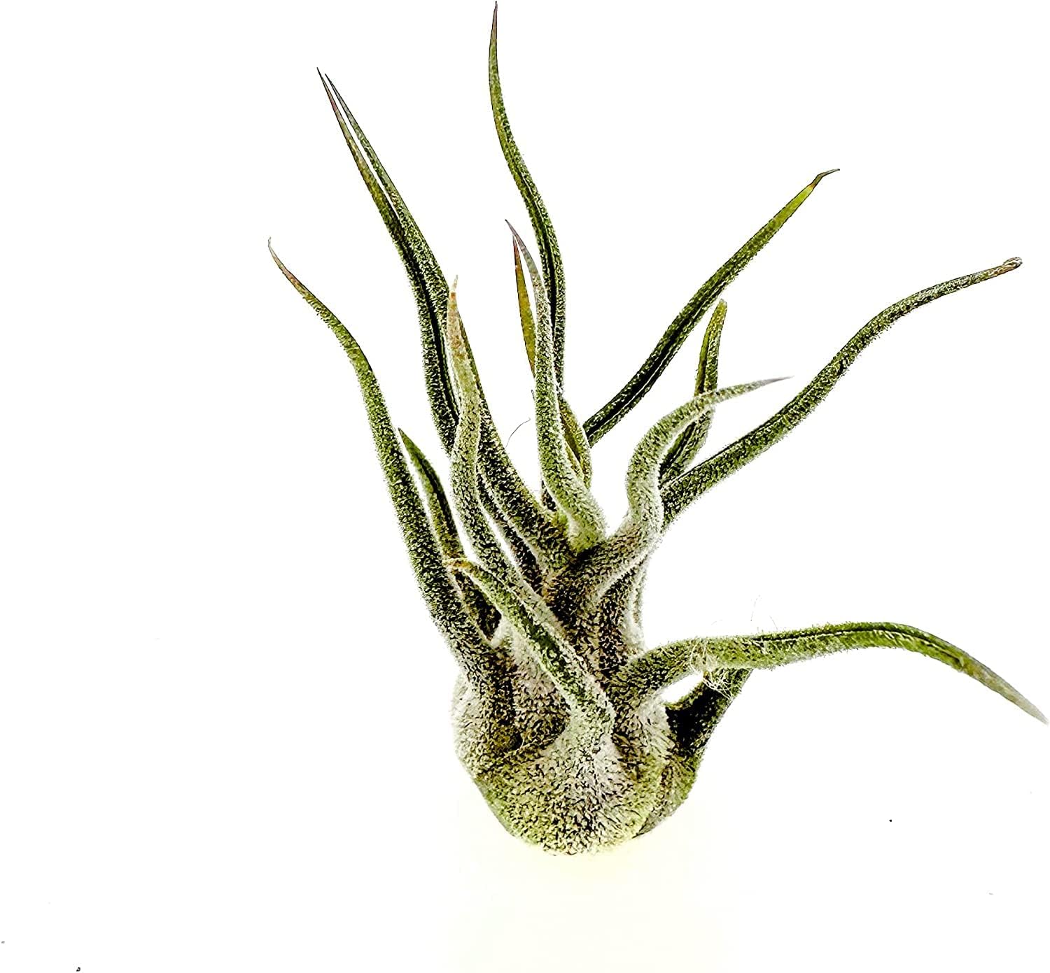 ragnaroc Air Plants - Tillandsia Pruinosa, Large 3-5" - 5ct - Live Arrival Guaranteed - House Plants for Home Decor & Gift