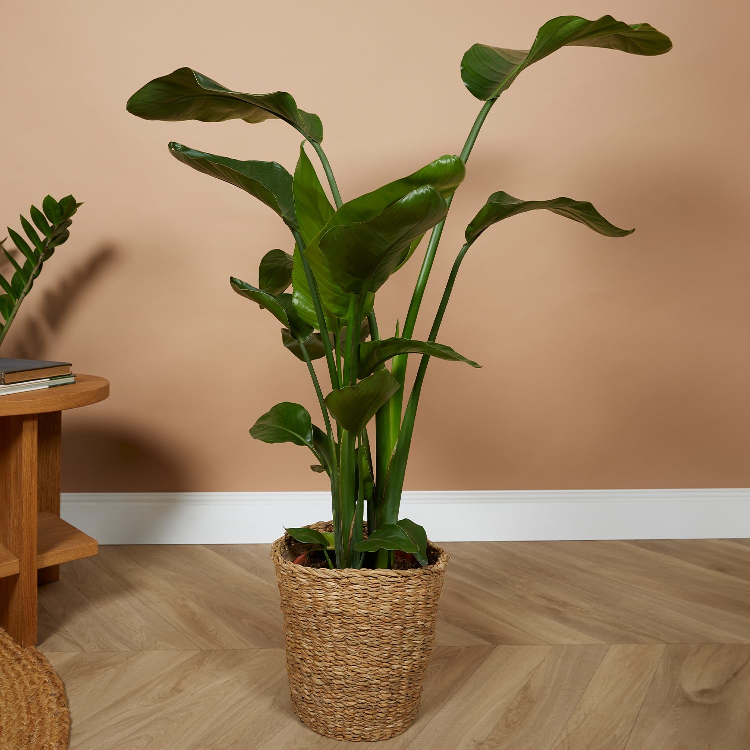 Bloomique Strelitzia Nicolai Plante oiseau de paradis Pot 21 cm Hauteur 90-110 cm