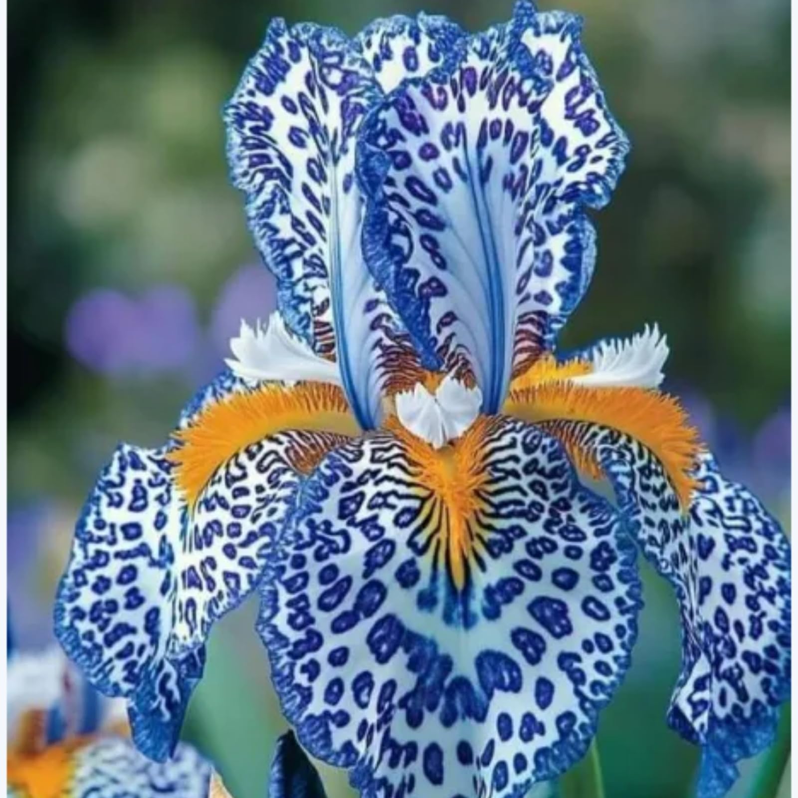 Iris bulbi/miste/Radici selezionate di hosta/resistenti al freddo e alla siccità/adatte per la decorazione di giardini e balconi【NVNJHJN】-15 bulbi-C