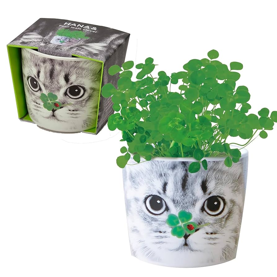 Amazon｜聖新陶芸 通年 家庭菜園 簡単 栽培キット ゆったり