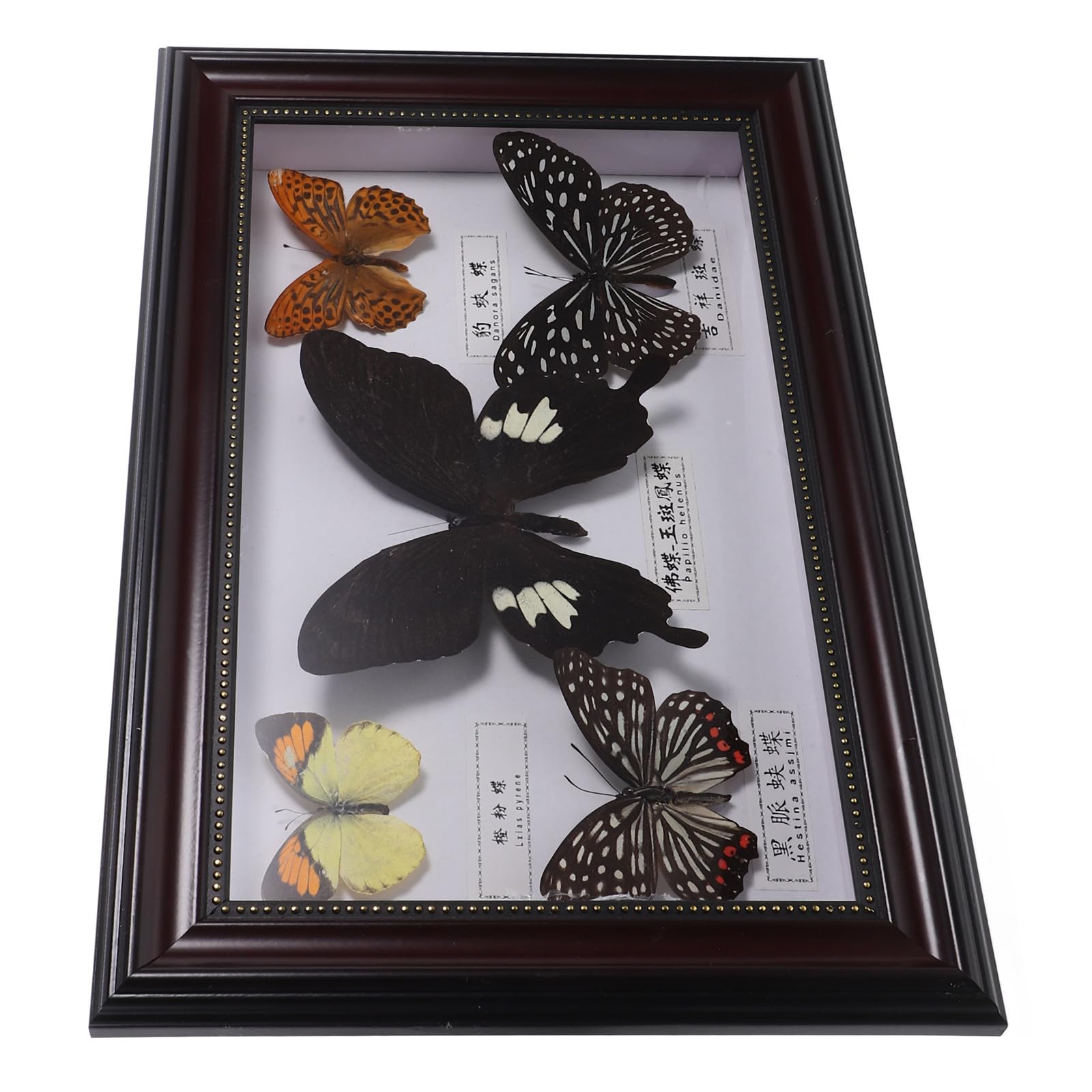 Cadre photo mural spécimen de lépidoptère en bois véritable lot de 5 pièces