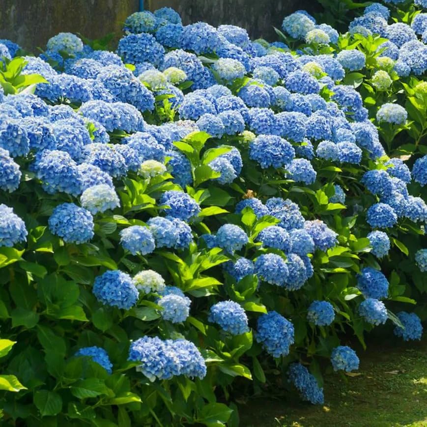 Image of Hydrangea Blue Live Flowering Plant with Pot | Hortensia Plant Live | Blue Hydrangea Shrub for Home Garden Balcony Terrace Outdoor