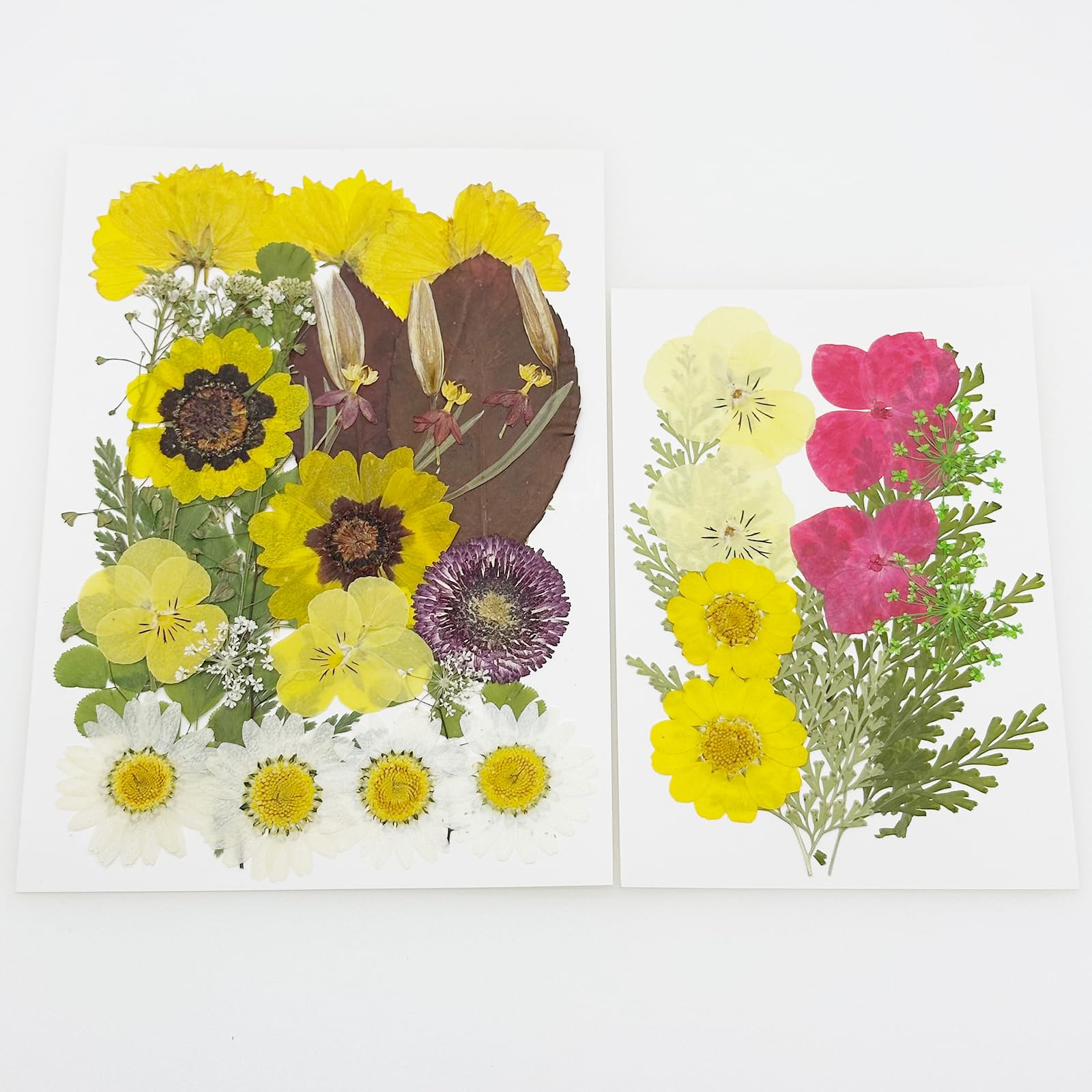 Cayway 40 PCS Natural Dried Pressed Flowers, Yellow Natural Dried Pressed Leaves - Image 4