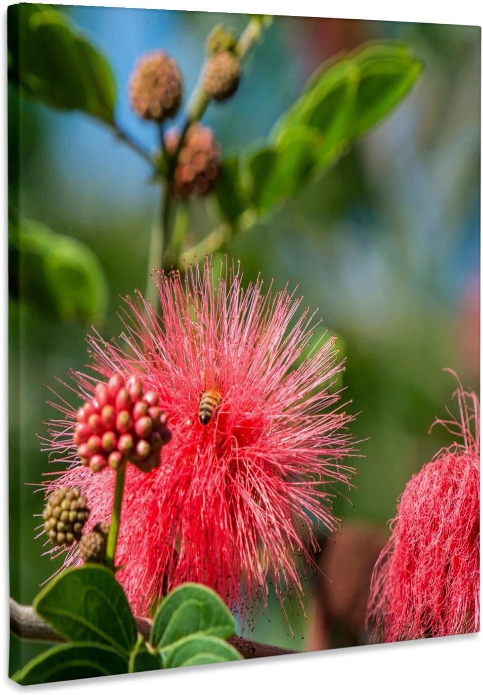 3dRose USA, Florida, New Smyrna Beach, Calliandra, Powder Puff Plant. Museum Grade Canvas Wrap 8x10