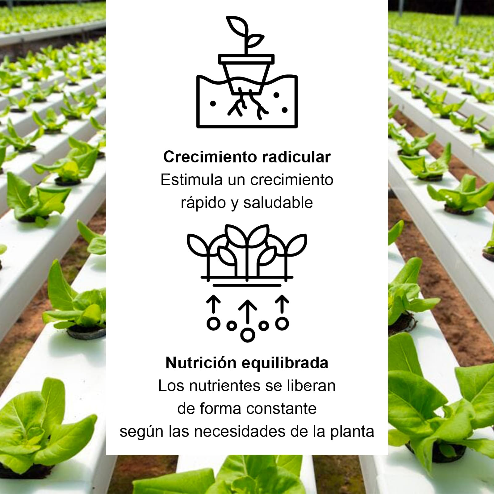 Kalapanta -IDROPON P-MAX abono plantas específico para hidrocultivo y hidroponica estimula el rápido crecimiento natural de las raíces, abono granulado, Envase individual, 1 unidad