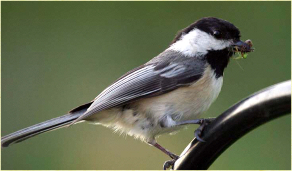 Chickadee Wallpapers - App on Amazon Appstore