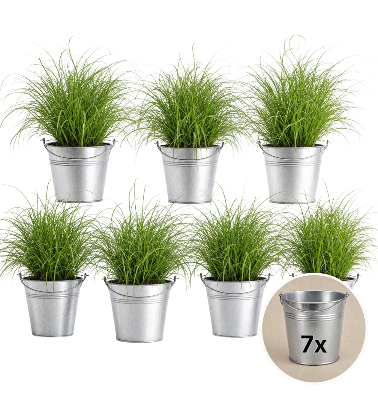Pflanze Plus | Katzengras (Cyperus zumula) | 1er–7er-Set | Ohne Topf, im Seegraskorb oder Zinktopf | Tierfreundliche Zimmerpflanze