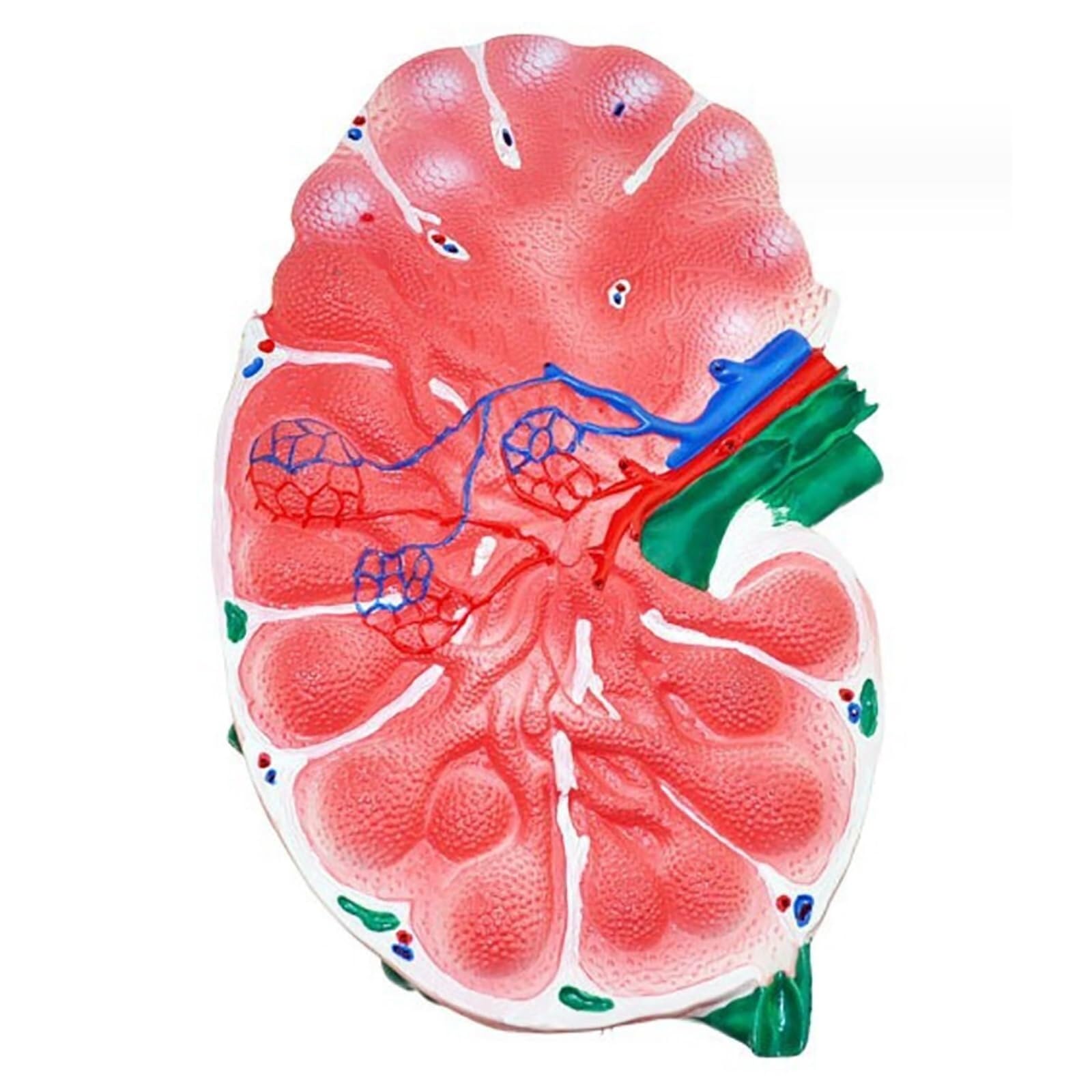 SOEPOTIX Nursing Training Mannequin