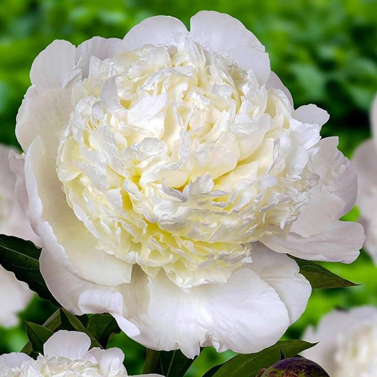 Peony Bulbs for Planting Now UK,Plant Bulbs,Hardy Perennial,Garden Flowers,Flowering Bulbs,Greening Flower,Wedding Flowers,Strong Plants That Grow Well-5Bulbs-D — image 1
