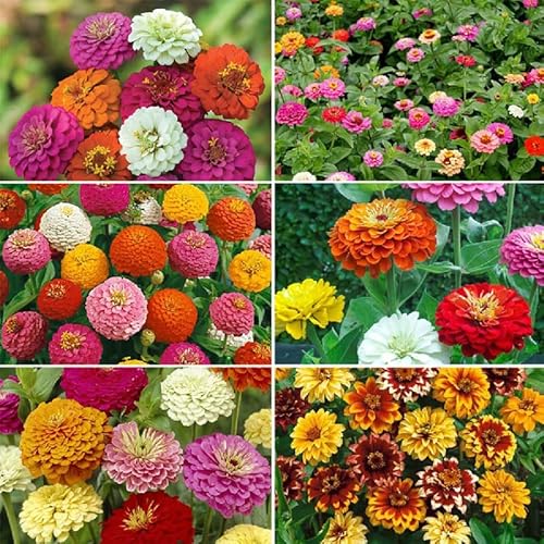 Zin Master - Zinnia Flower Seed Mix - 1/4 Pound - Mixed Wildflower Seeds, Attracts Bees, Attracts Butterflies, Attracts Hummingbirds, Attracts Pollinators, Easy to Grow & Maintain, Cut Flower Garden