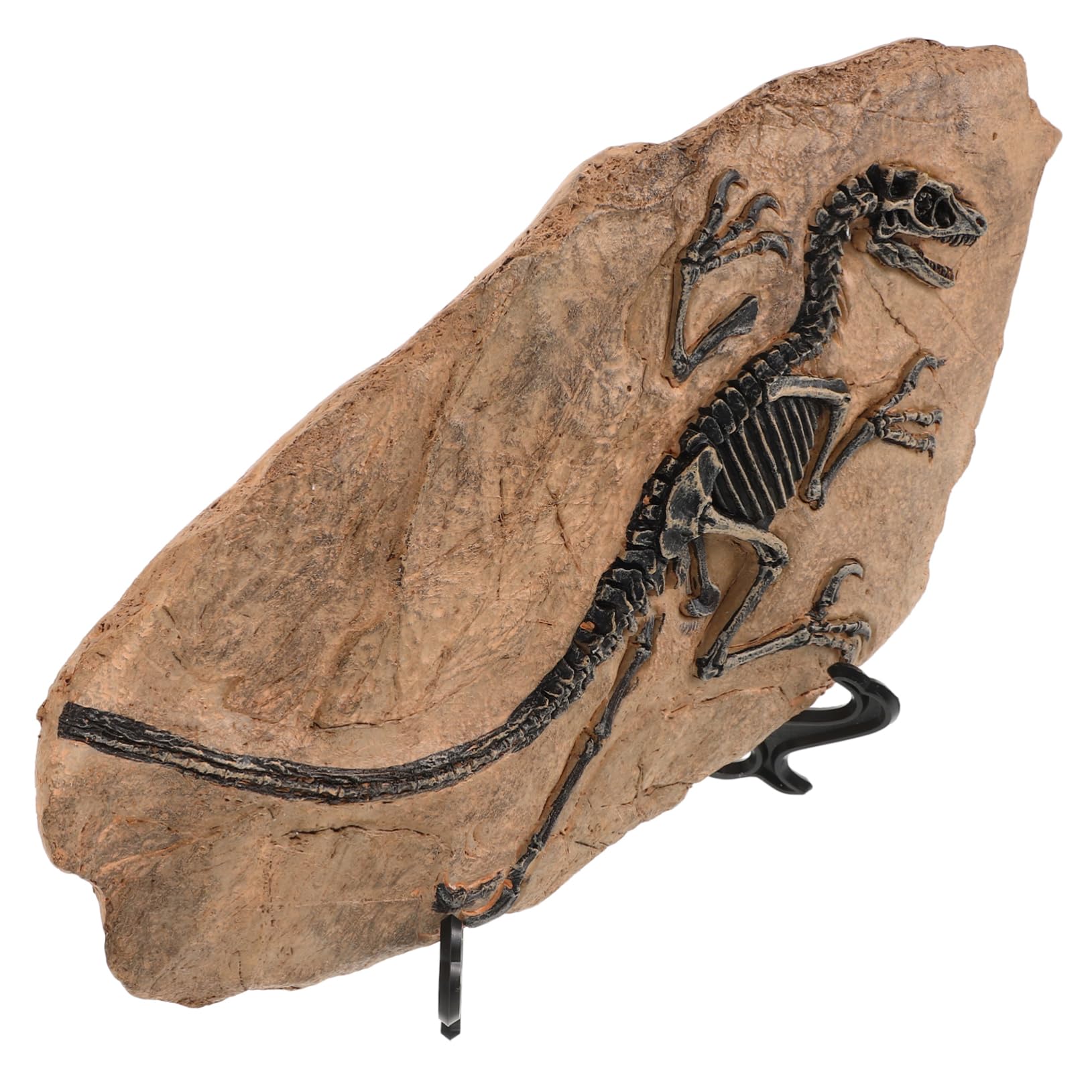Levemolo 1set Ornamenti Fossili Di Dinosauro Per Decorazione Da Scrivania Di Fossile Dinosaurs Da Collezione Per Appassionati Di Paleontologia e Decorazioni