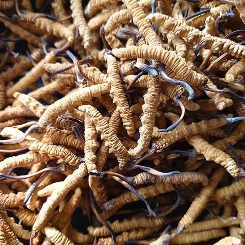 Miniatura 3 de Cordyceps Sinensis Chongcao (0.11 oz)