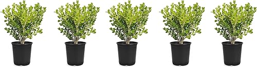 Boj japonés  5 macetas vivas de 4 pulgadas  Buxus Microphylla  Plantas de seto formales de hoja perenne de bajo mantenimiento
