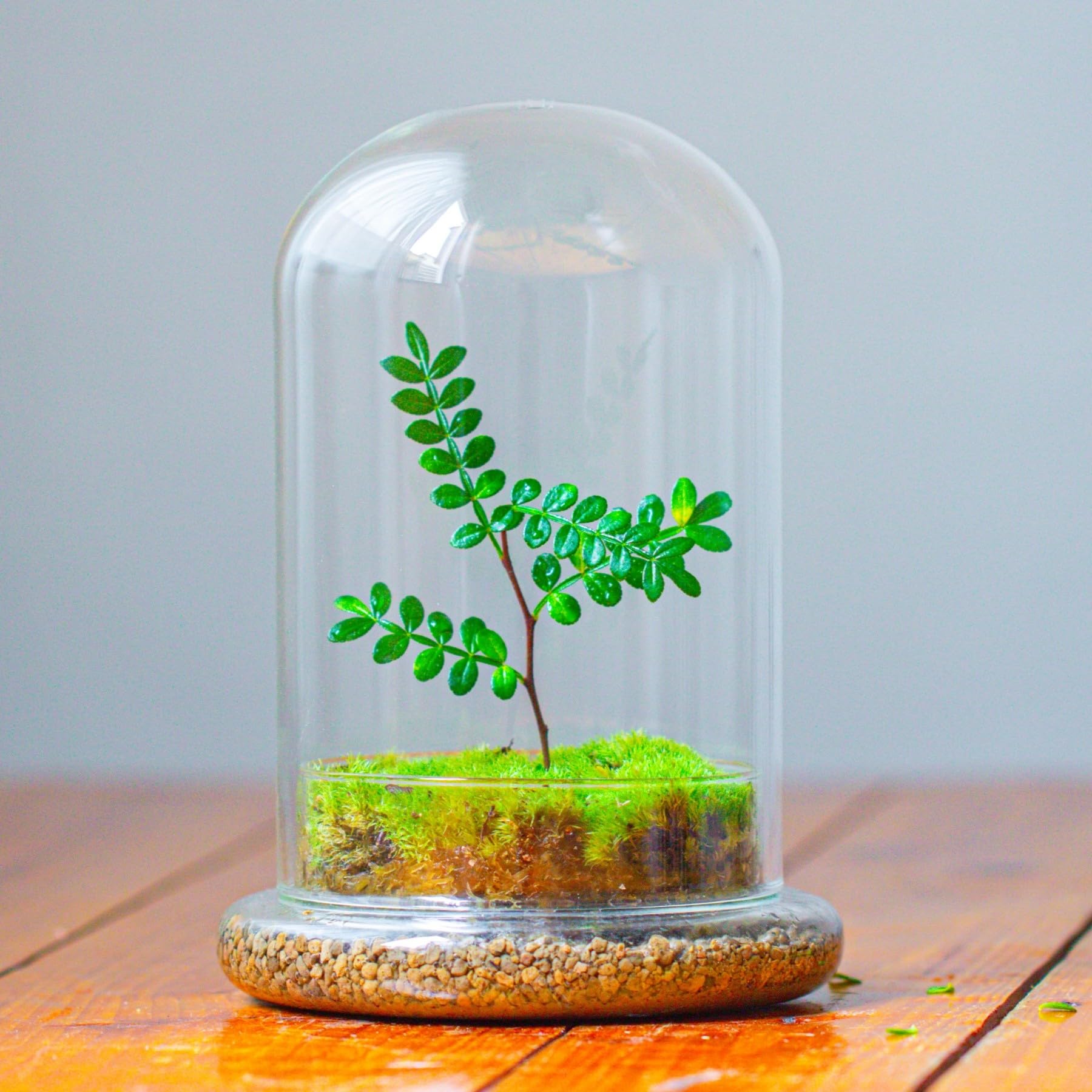 NCYP Dekorative klare Glaskuppel mit Luftloch, 15x21cm, Glasglocke mit Boden Heimtisch Display Glas Terrariumbehälter für Blumen Tafelaufsatz (Nur Glaskuppel)