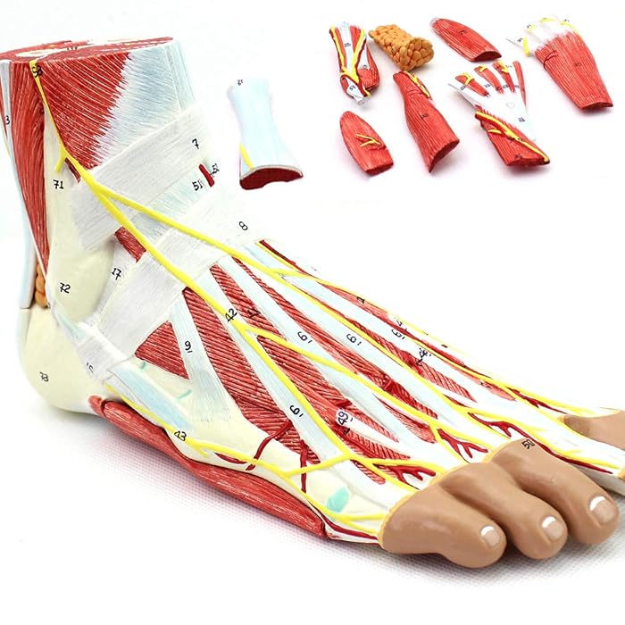 Buy Medical Anatomical Foot Skeleton Model with Ligaments, Skeleton