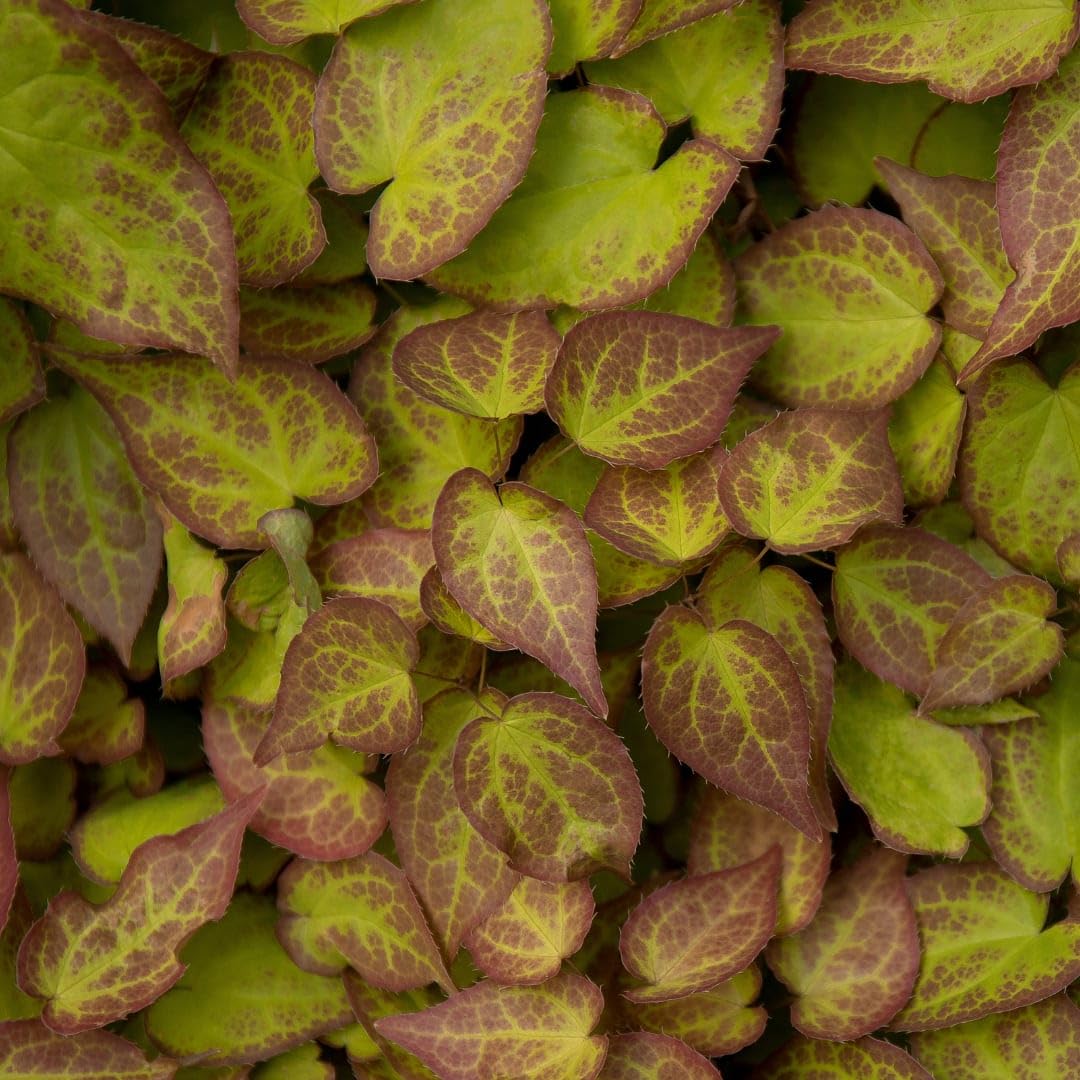 Elfenblume Epimedium perralchicum Frohnleiten, 6 Pflanzen