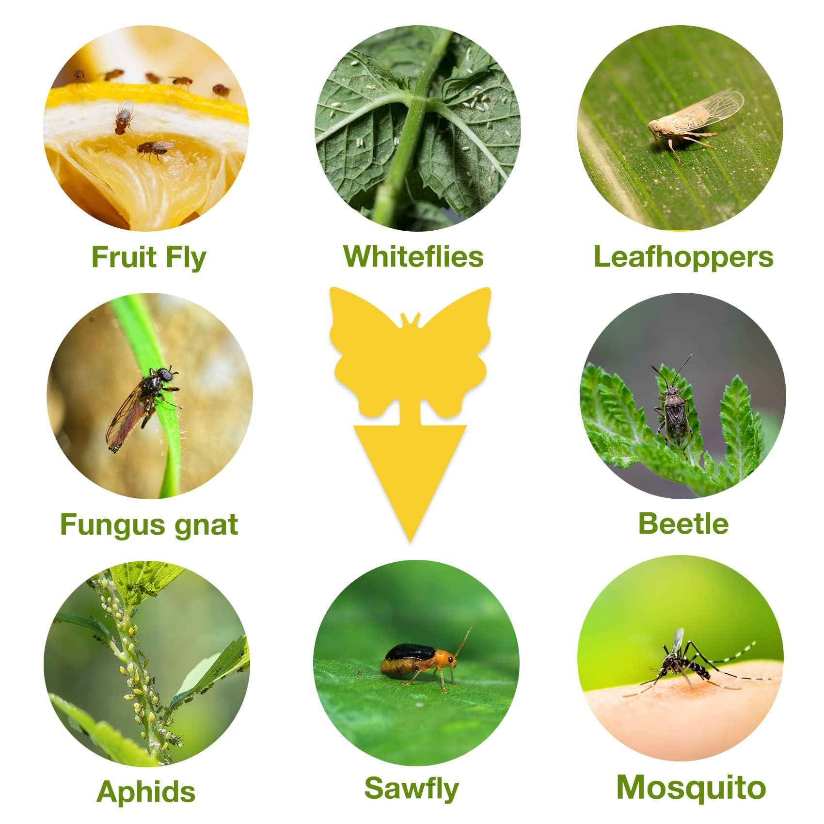 80 Pcs Attrape Moucheron Plantes, Luttent Contre Les moustiques fongiques, pour Les Insectes intérieurs et extérieurs, Imperméables et Non Toxiques