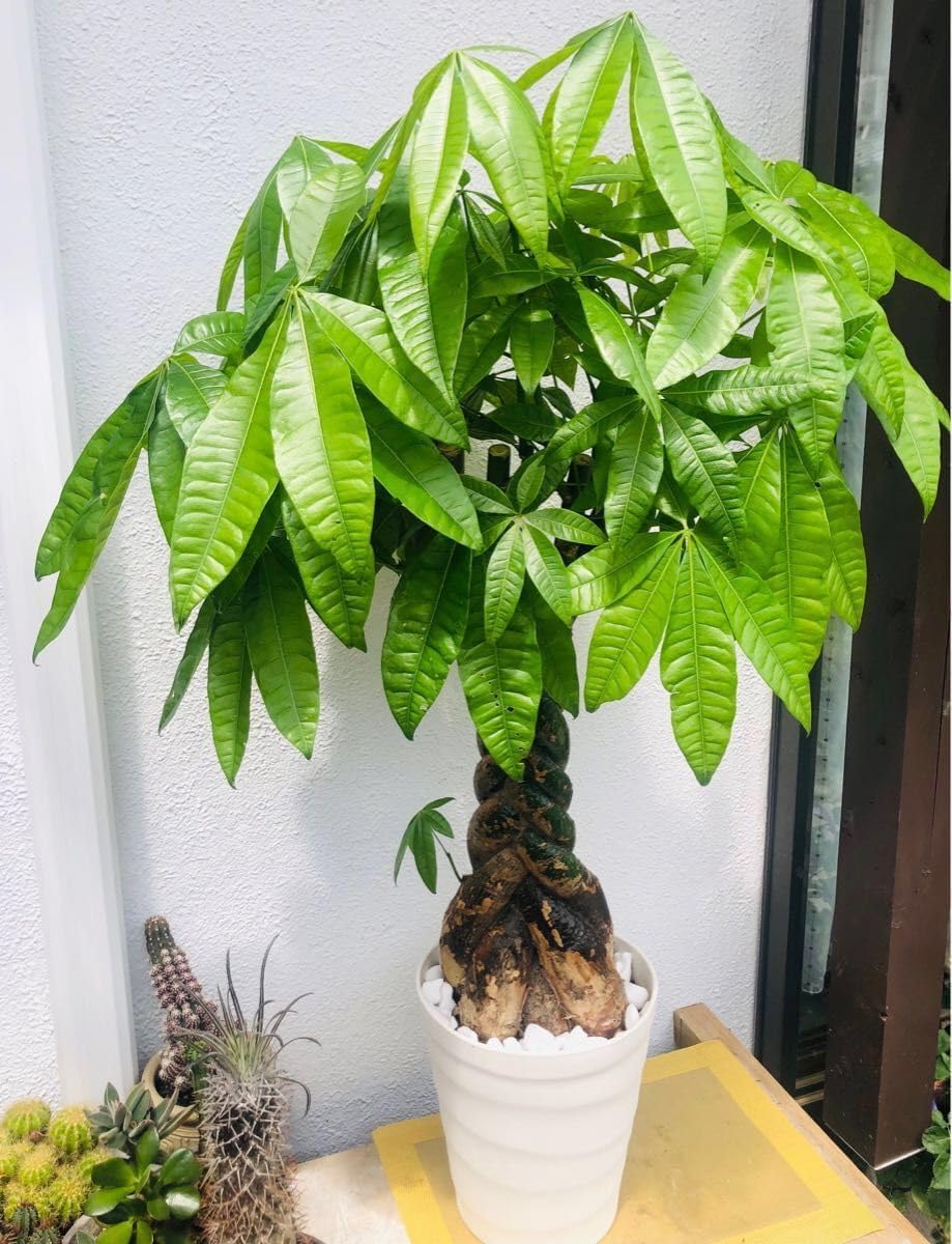 観葉植物 パキラ（編み） / 7寸・約W 40cm×H90～110cm