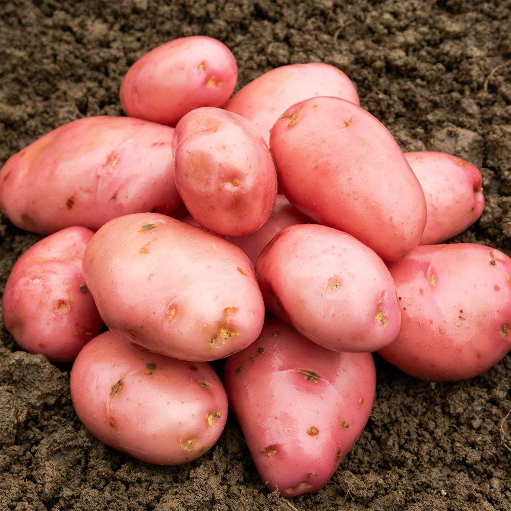 King Edward Seed Potatoes, 2kg - Maincrop | Growing | Gardening | Charlies