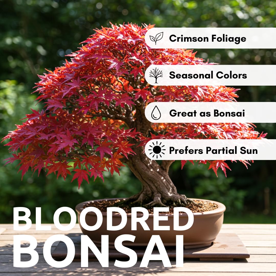 Amazon.com : Bonsai Tree Seeds, Japanese Red Maple | 20+ Seeds