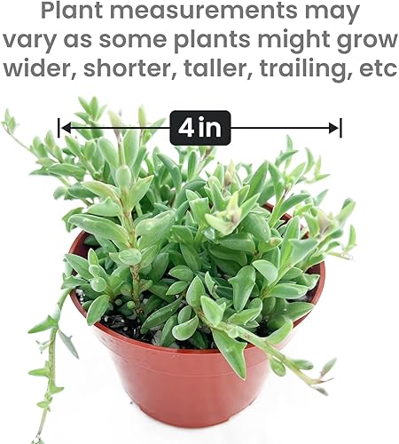 Miniatura 48 de Suculenta única Echeveria “Dusty Rose” de 4 pulgadas, suculentas vivas completamente enraizadas en macetas, fácil cuidado, para decoración