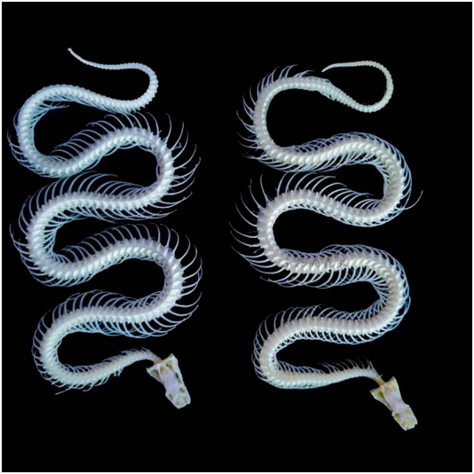 Modèle d'os de squelette de serpent taille réelle 1:1 - Modèle de spécimen de squelette de serpent pour l'art des vétérinaires - Médecine pour l'éducation scientifique, l'enseignement scolaire