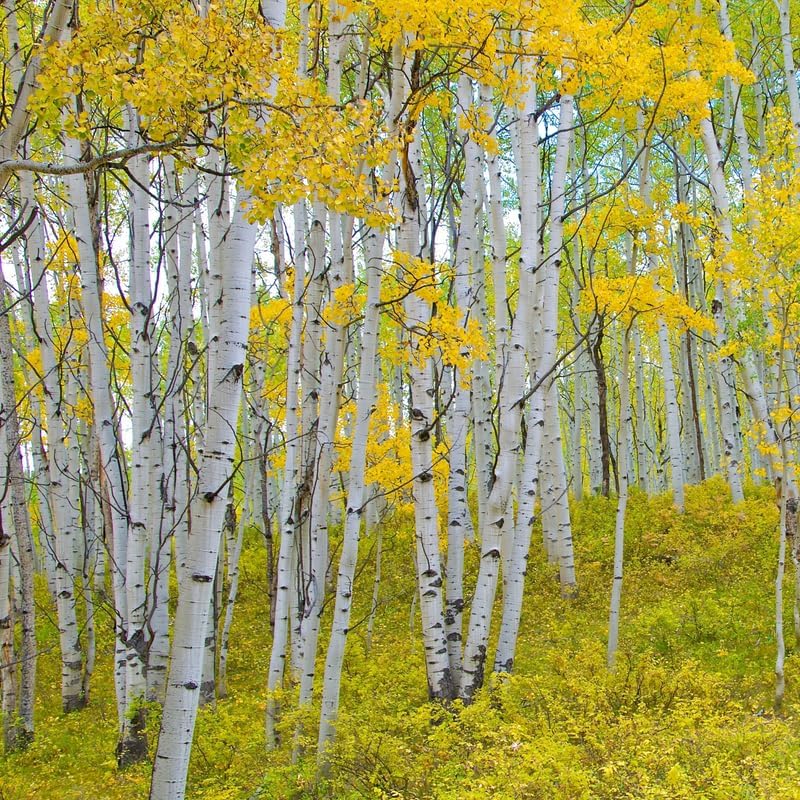 3 Quaking Aspen Trees Live Plants, 18 to 24 Inches Tall Aspen Bare Root Seedlings