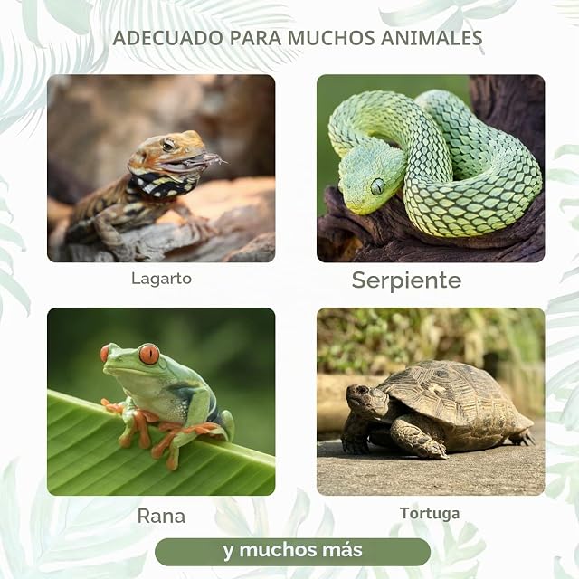 Foto 5 de 7 de Nobleza Caja de Alimentación de Reptiles y Anfibios,Terrario de Plástico Transparente