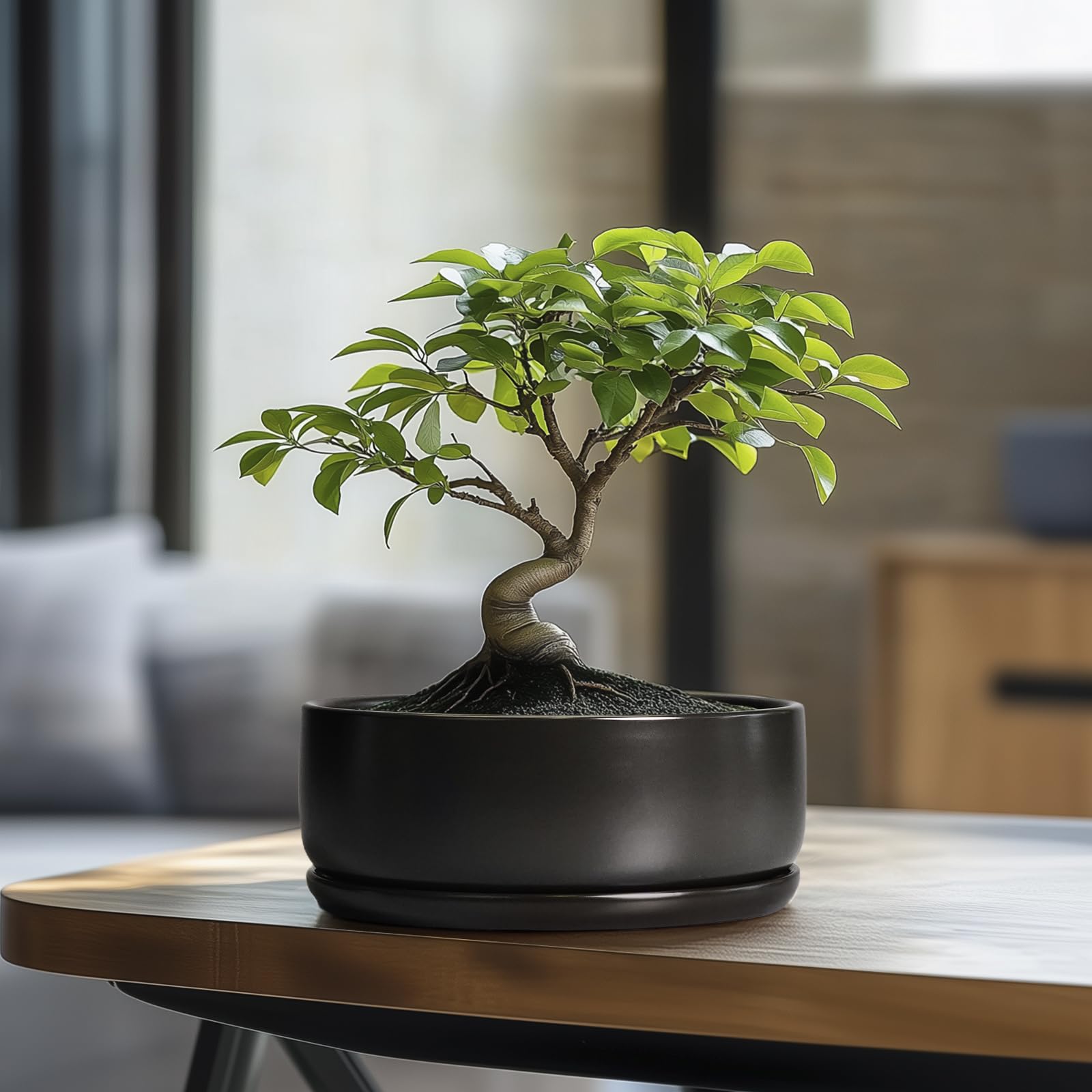 SQOWL Bonsai-Töpfe – 20,3 cm Keramik-Pflanztöpfe für Sukkulenten, runder Indoor-Pflanztopf mit Ablaufloch und Untersetzer, Flache Moderne Pflanzschale, Raumdekoration, Schwarz
