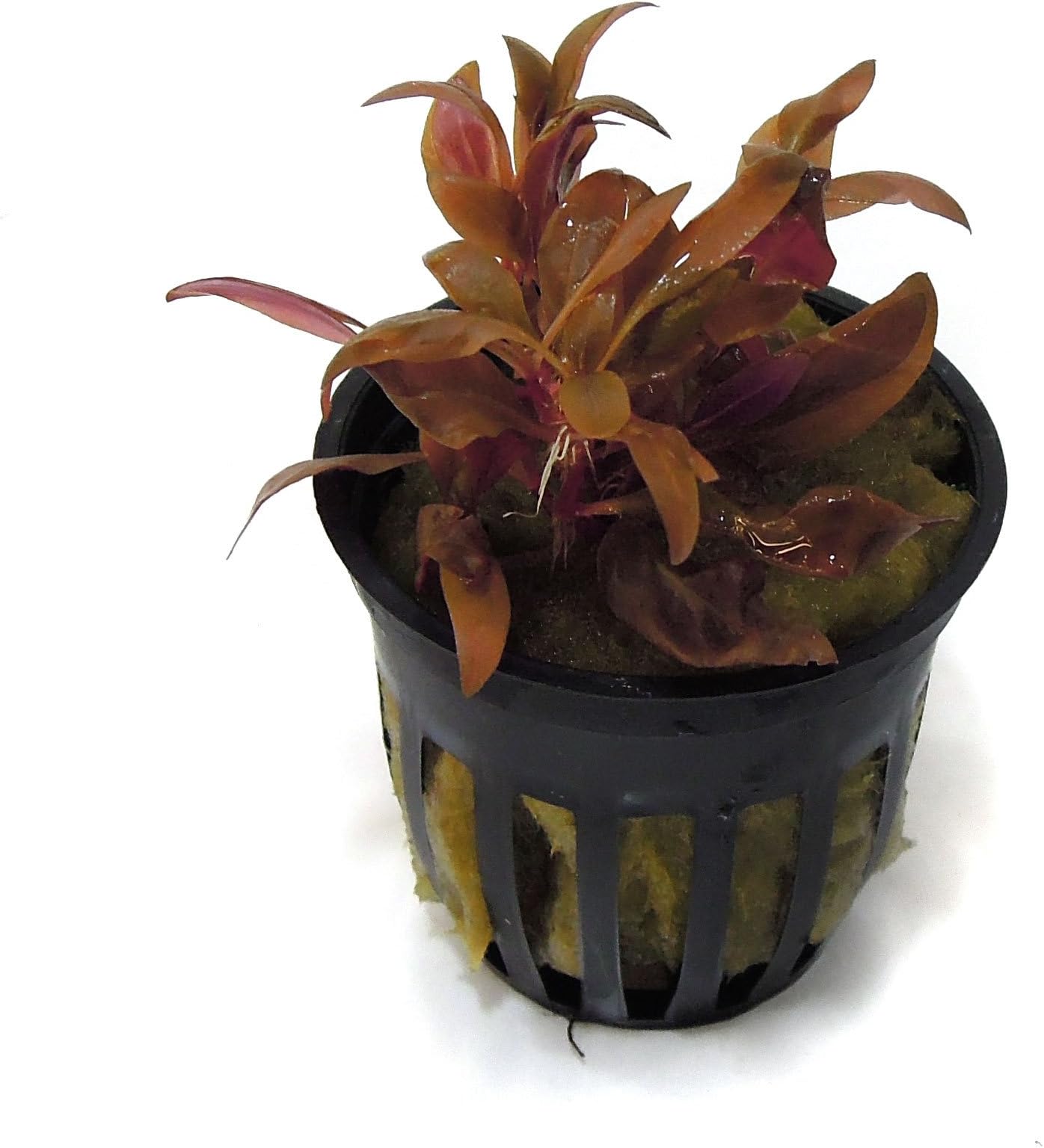 SubstrateSource 'Telanthera Cardinalis' Alternanthera reineckii Live Aquatic Aquarium Plant