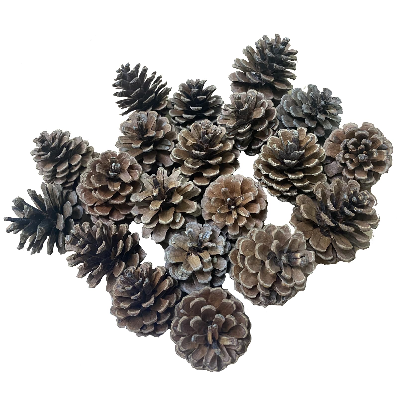 Pine Cones, Christmas Bulk Package of Natural Pinecones for Christmas Tree Party Decoration for Autumn and Winter Decor Christmas Decorations (1.57"-1.97"（20pcs）, Primary Colours)