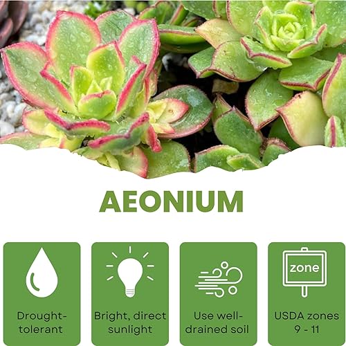 Miniatura 4 de Planta Aeonium de fácil cuidado en maceta viva de 4 pulgadas, plantas suculentas raras vivas, bien enraizadas, plantas de interior de fácil cuidado