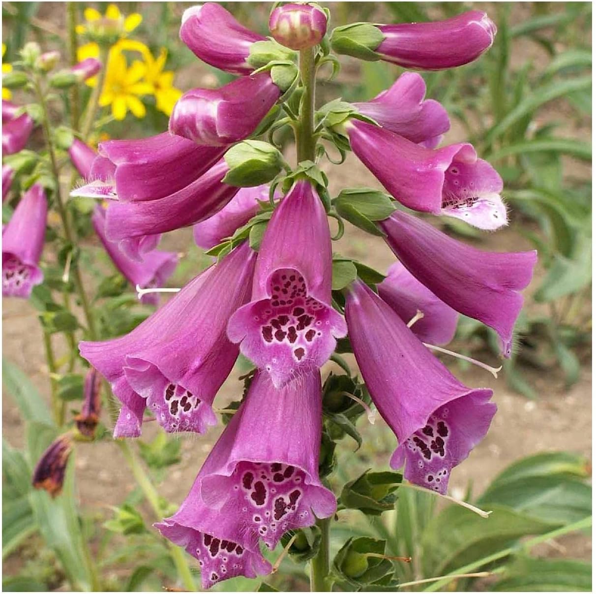 Everwilde Farms - 1 Lb Foxglove Wildflower Seeds - Gold Vault