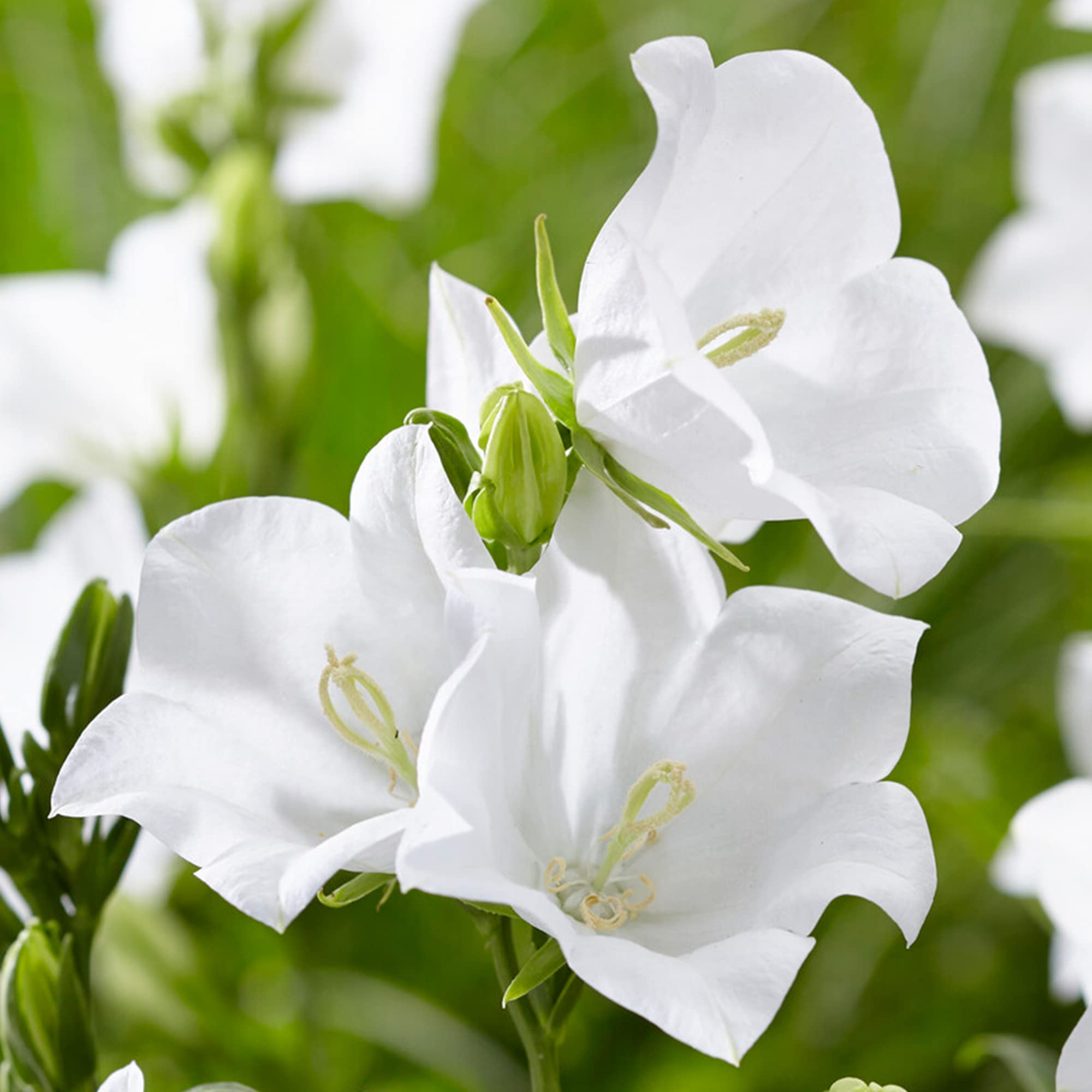Campanula Takion White - Fairy Bellflower | Potted Perennial Plants Garden Ready (10-20cm Incl. Pot)