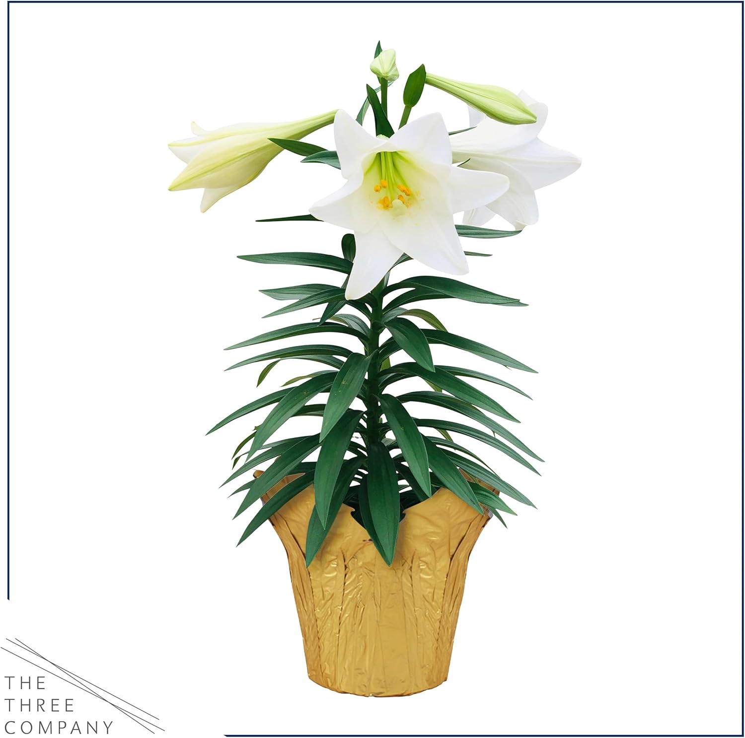 Live Flowering Easter Lily in Deco Cover (2 Plants Per Pack), 3+ Blooms Per Plant, 12" Tall by 6" Wide in 1.25 Qt Pot