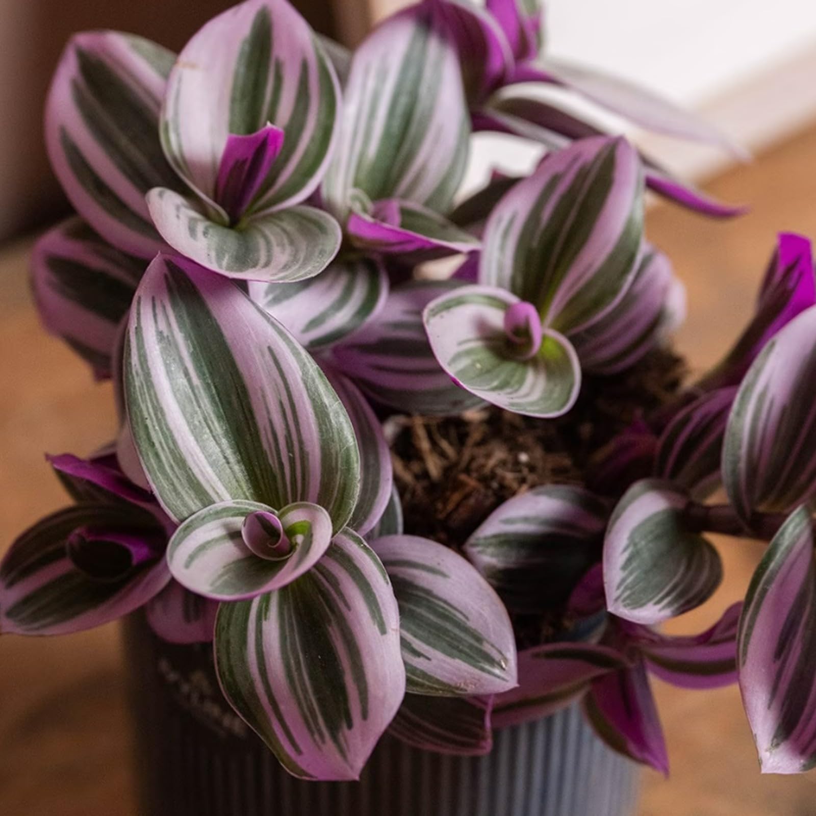 Carbeth Plants Tradescantia Nanouk Fantasy Venice Indoor Plant in 12cm Pot