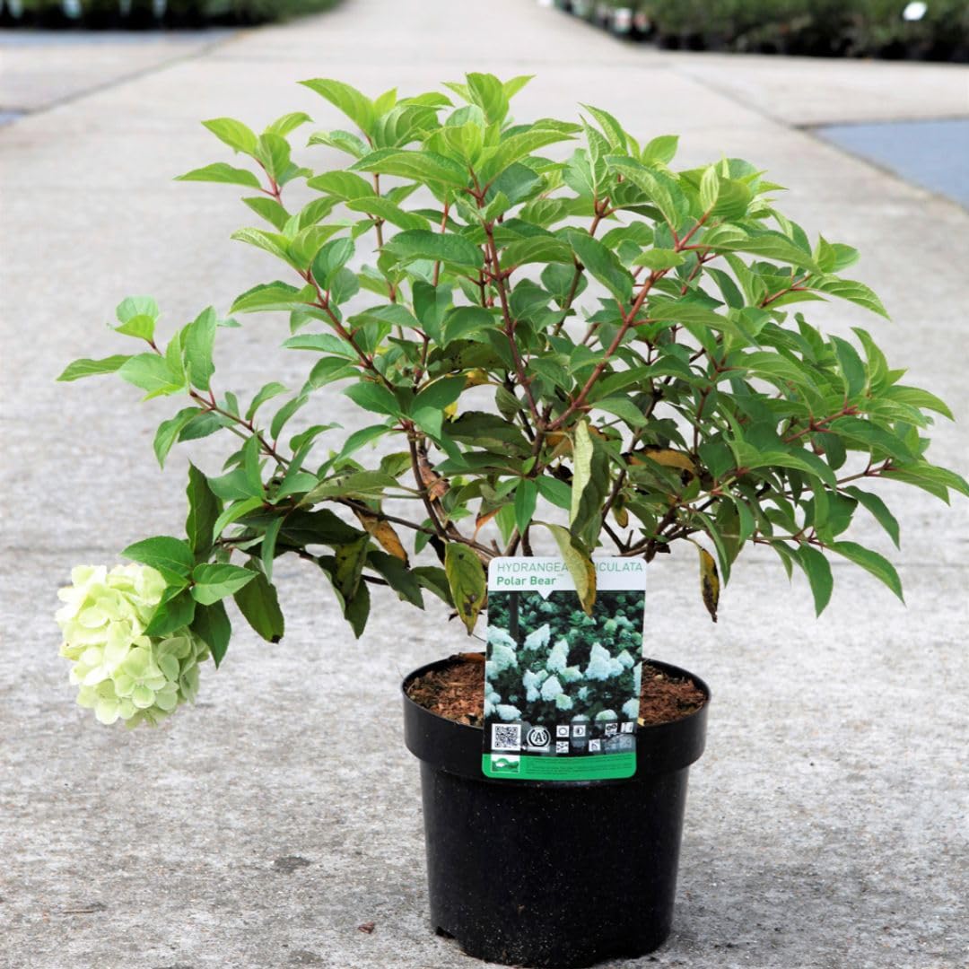 Hydrangea paniculata ‘Polar Bear’ Hardy deciduous Shrub with Large conical Lime Green White Pink Flowers Perfect for Mixed Borders and Cutting 1x or 3X 9cm pots by Thompson and Morgan