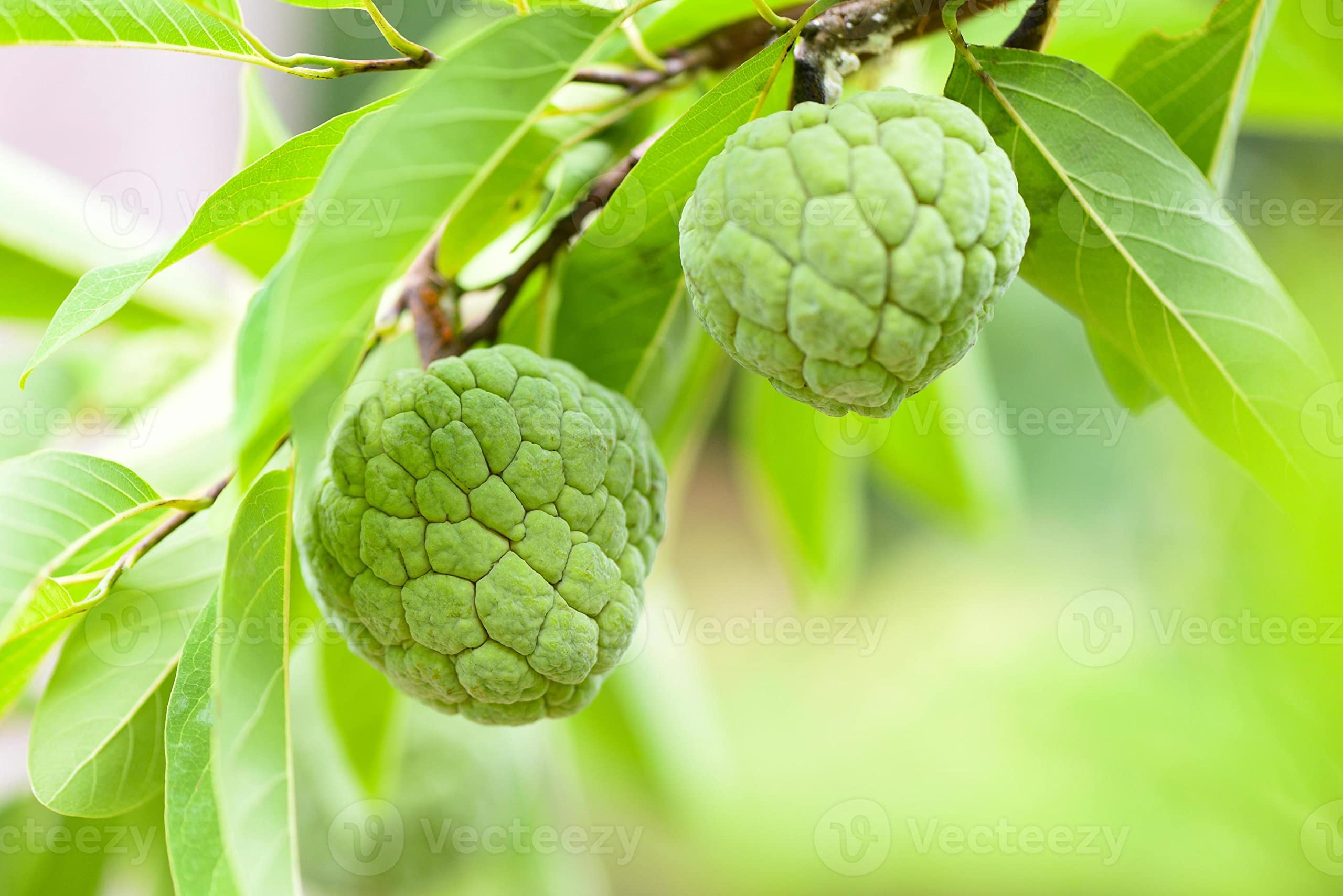 Greentower Live Fruit Custard Apple/Seetha/Sharifa/Sitaphal/Cherimoya/Sugar-Apple Healthy Hybrid (Grafted) Live plant Pack of 1